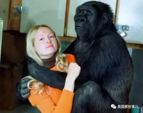  爱撸猫想恋爱,能用手语说出它自己的一切..它的情感,无比热烈...
