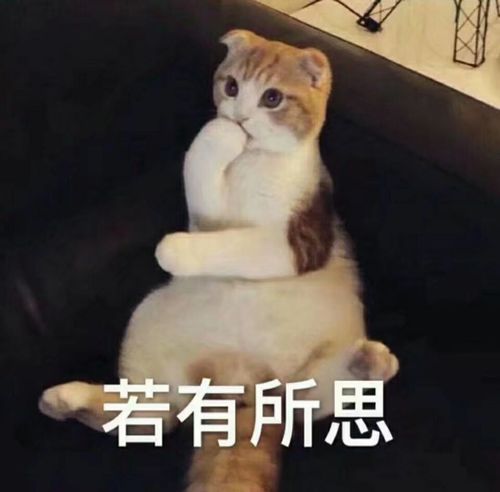  一些好看的猫猫表情包