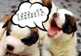  12星座爆笑表情