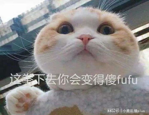猫捏脸表情包手绘小猫