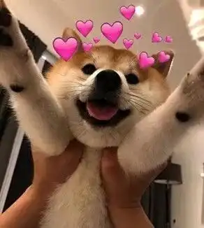 柴犬带字表情包表情包