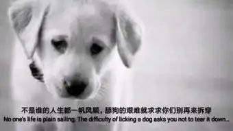  舔狗警告你会为了你的女神开小号,买铭文陪她上分吗