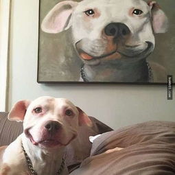  这只笑容超有感染力的比特犬在网路上大受欢迎