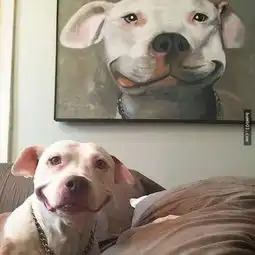  这只笑容超有感染力的比特犬在网路上大受欢迎