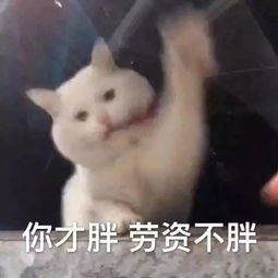  今夏爱上宝藏衬衫,成功藏肉6斤