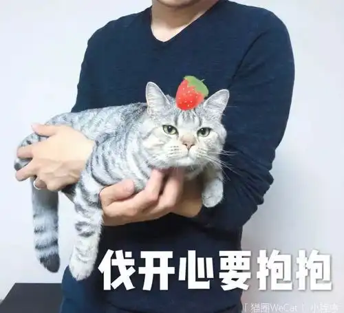  你用你家猫做过什么沙雕表情包猫圈话题