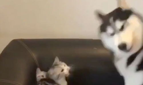  二哈打不过猫妈只好欺负小奶猫,结果被猫妈一巴掌打回原形
