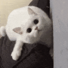  第67期喵表情此猫拉屎中,勿看勿进