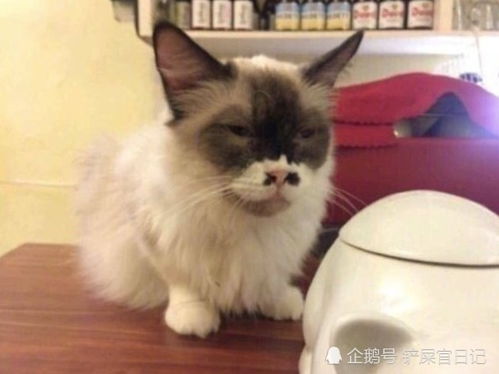  土味猫咪,你还想吸吗
