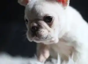  犬舍繁殖极品法国斗牛犬多只法斗在售疫苗齐全包售后