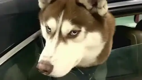  问君能有几多愁,恰似一个车窗卡狗头这只二哈抑郁了
