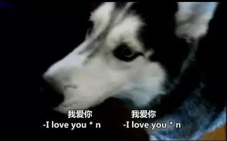  对不起,你的表情包被上帝带走了...