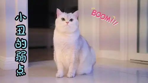 坏蛋小丑深夜来访,竟然要跟小猫咪玩捉迷藏