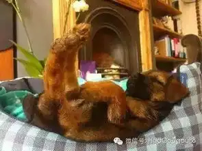  不是所有的狗都适合看家有的只适合睡觉