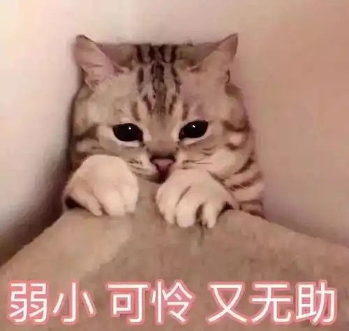 小坏蛋表情包猫妈