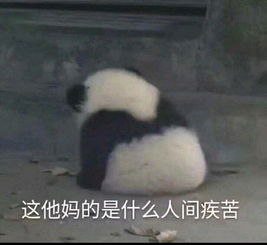  很渣的搭配记录.