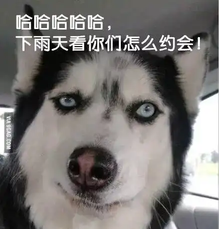 狗头图片表情包哈士奇七