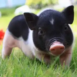 xiehongbao的美拍美拍让短视频更好看 xiehongbao的美拍美拍让短视频更好看