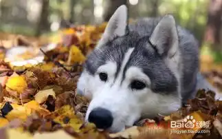  金毛犬怎么训练