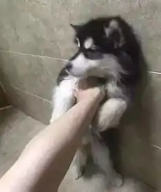  花7000多买的香奶奶还没穿就成了这样,哈哈哈承包我一天的笑点