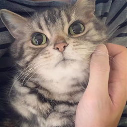  这么鬼畜的猫也能火,简直不把软萌放眼里