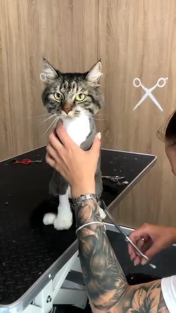  小猫咪被主人剪掉了毛发,表情太搞笑了猫版二哈