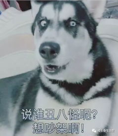 女主人不给二哈肉干,哈士奇的表情包,全在这里