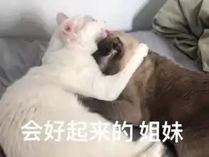小猫老弟表情包图片