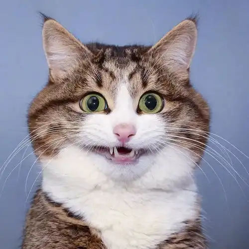 贴吧表情头像大全搞笑猫
