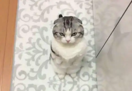  主人缩减猫咪的食物,猫发现后经常跑厨房要吃的,哀怨的表情亮了