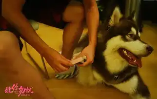  王思聪王可可是个碧池非你勿扰