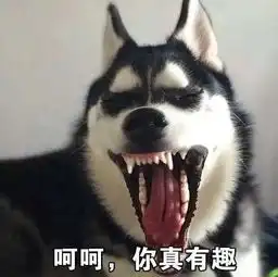  颜王哈士奇的又一力作蠢萌秀