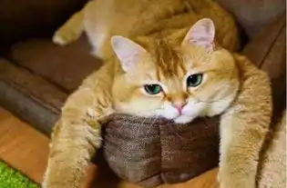妹妹表情包卡点橘猫