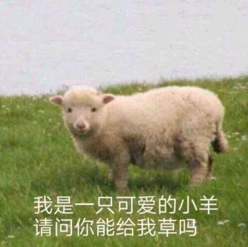  有哪些问女孩子在不在的表情包