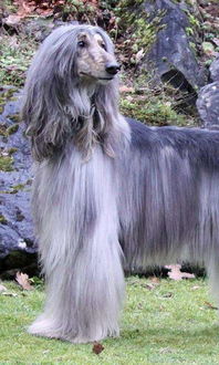 搞笑的表情图片大全名犬