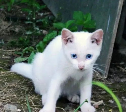 动漫猫咪卖萌表情包夜不