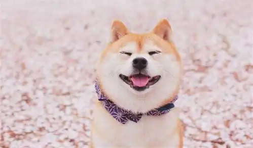  癌症的快乐疗法