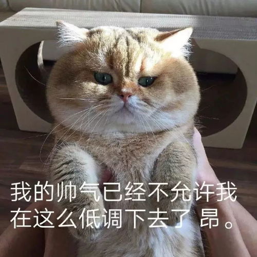  热门表情包当男盆友不回你微信的时候