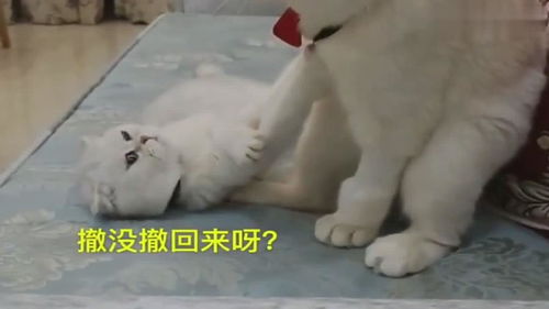  刘二豆欺负瓜子,把瓜子唱歌的视频发出去了,真是个小坏蛋
