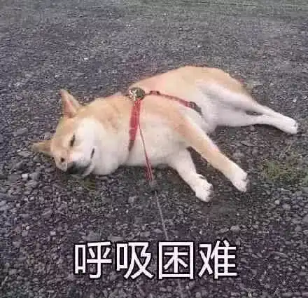 柴犬带字表情包要饭