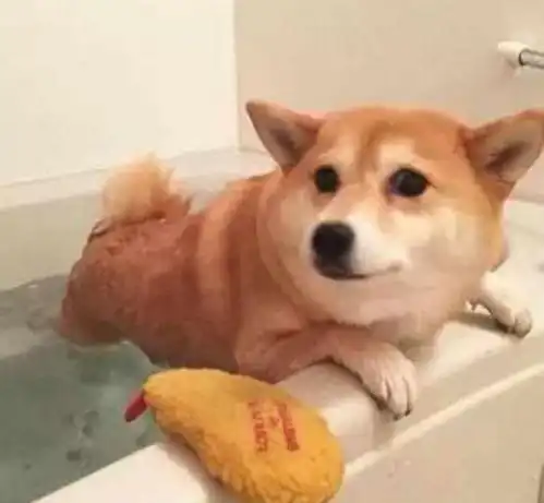  柴犬苦苦挣扎不洗澡,表情感觉是去上战场,场面让人笑到不行
