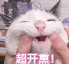 一把年纪可爱表情包猫咪