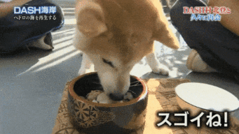 柴犬斜眼表情包逝世