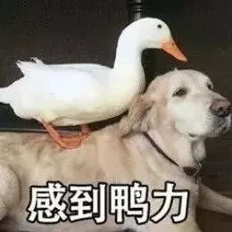  房租上涨,真凶已落网,帮凶还有谁
