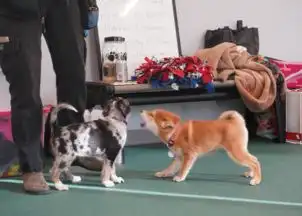  柴犬饲养指南养好这只表情包,你准备好了吗