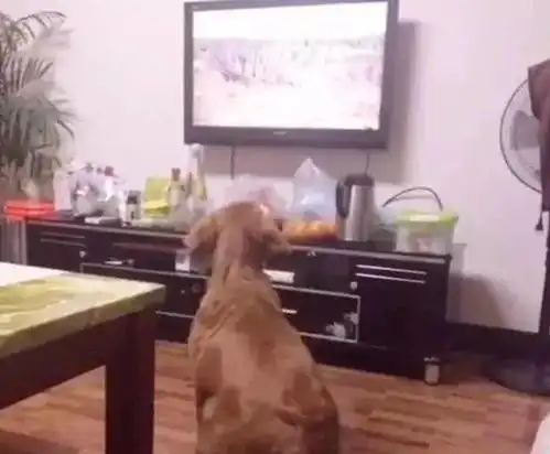  金毛聚精会神看电视,突然出现一头雄狮,这个表情乐不可支