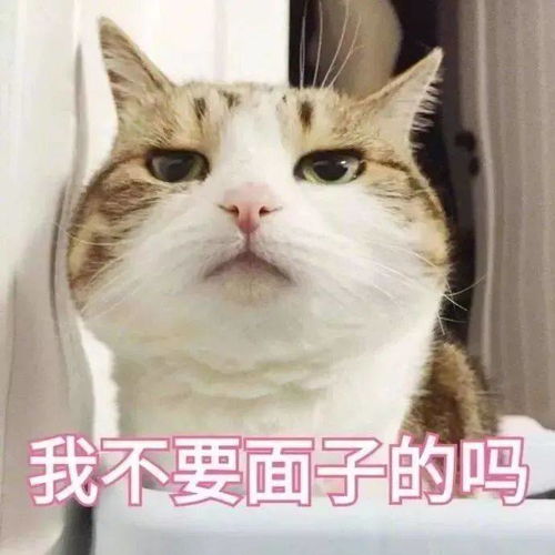  仙女,这是你要对惊喜