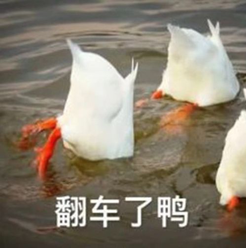  鸭鸭我啊,最会装羊了火锅店羊肉掺鸭肉上热搜,辨别真假羊肉的方法在这里