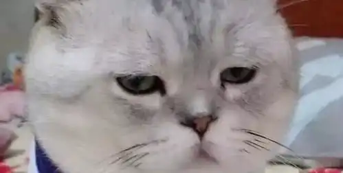  伸手要跟猫握手,没想到被嫌弃,这表情也是没谁了