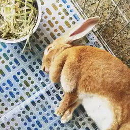  大围脖兔吸吗